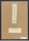 Hantzschia pernambucensis Grun. (de-Toni-Nr.: Genus 50, Species 2211) Zeichnungen Sammlung Grunow Nr. 4623 (NHMW-BOT-W0372672)